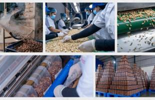 Việt Nam tiếp tục thống trị xuất khẩu điều toàn cầu trong 10 tháng đầu năm 2024