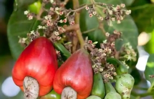 Brief history of the formation and development of cashew nuts in Vietnam - Lược sử hình thành và phát triển của hạt điều tại Việt Nam