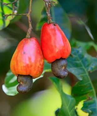 Trang trại nông nghiệp tại Việt Nam